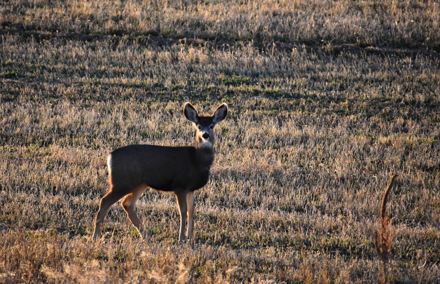Mule deer in a field
